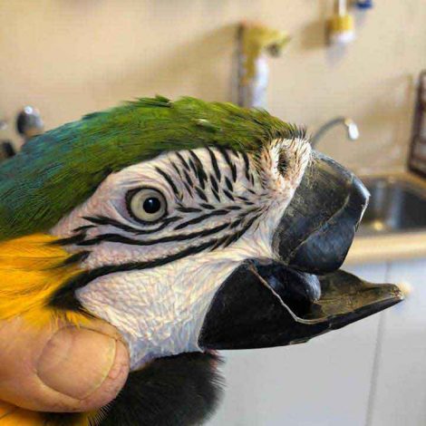 Macaw
